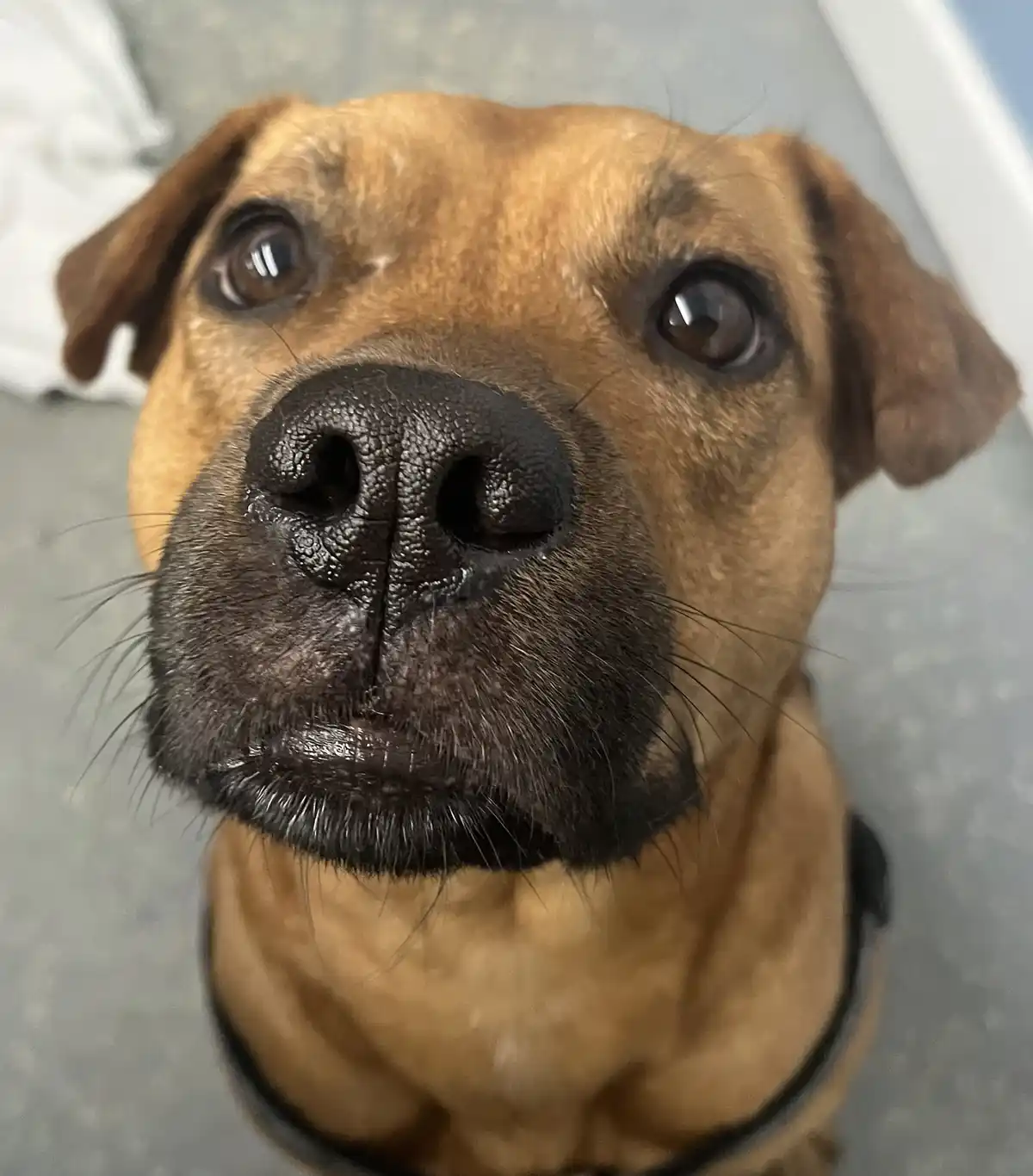 Time to Relax: Give That Snoot a Gentle Boop
