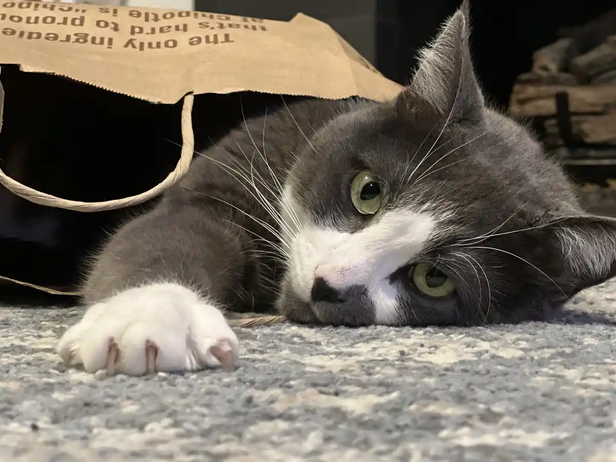 A gray and white cat with green eyes is lying on a carpet, partially emerging from a brown paper bag. The bag has text…
