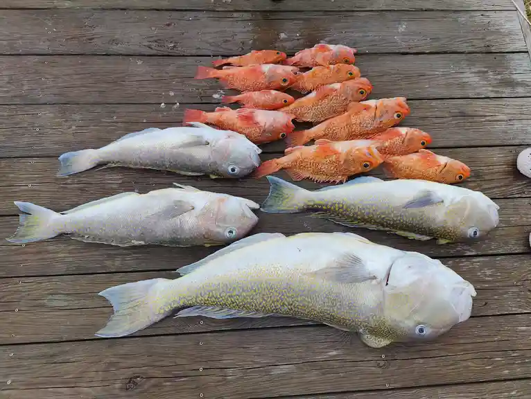 Several fish of varying sizes and colors lie on a weathered wooden surface. A group of small, orange-red fish are piled…