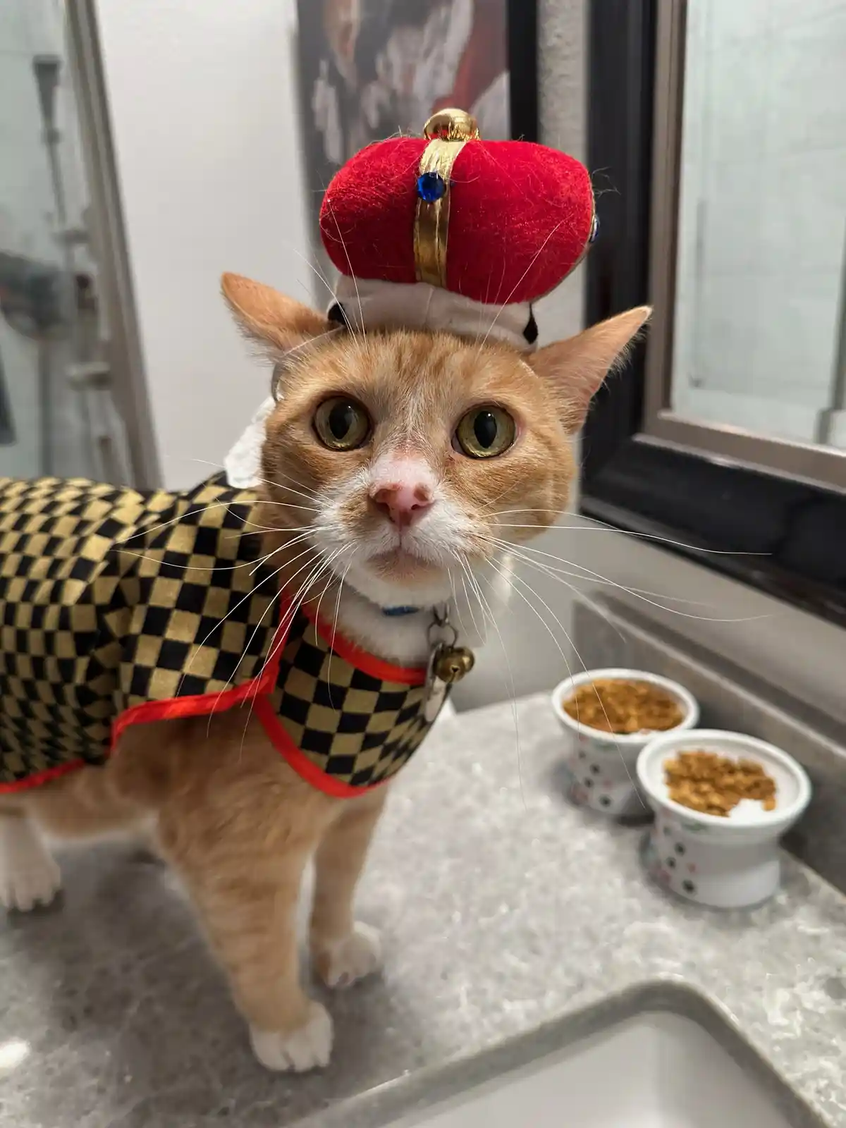 An orange tabby cat with white paws and a pink nose wears a red velvet crown with a blue jewel and a black-and-gold…