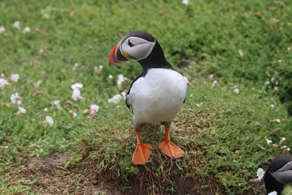 A puffin stands on a grassy slope with small white and pink flowers, looking sideways with a slightly skeptical or…