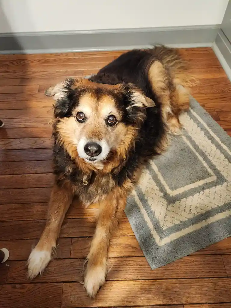A fluffy, medium-sized dog with brown, black, and white fur lies on a patterned rug on a wooden floor, looking directly at…
