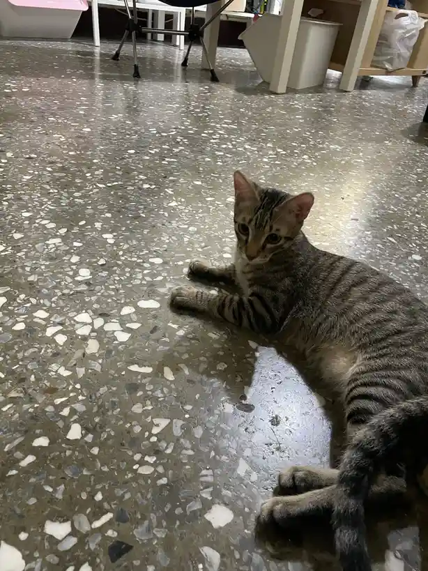 A tiny cat stealing hearts everywhere!