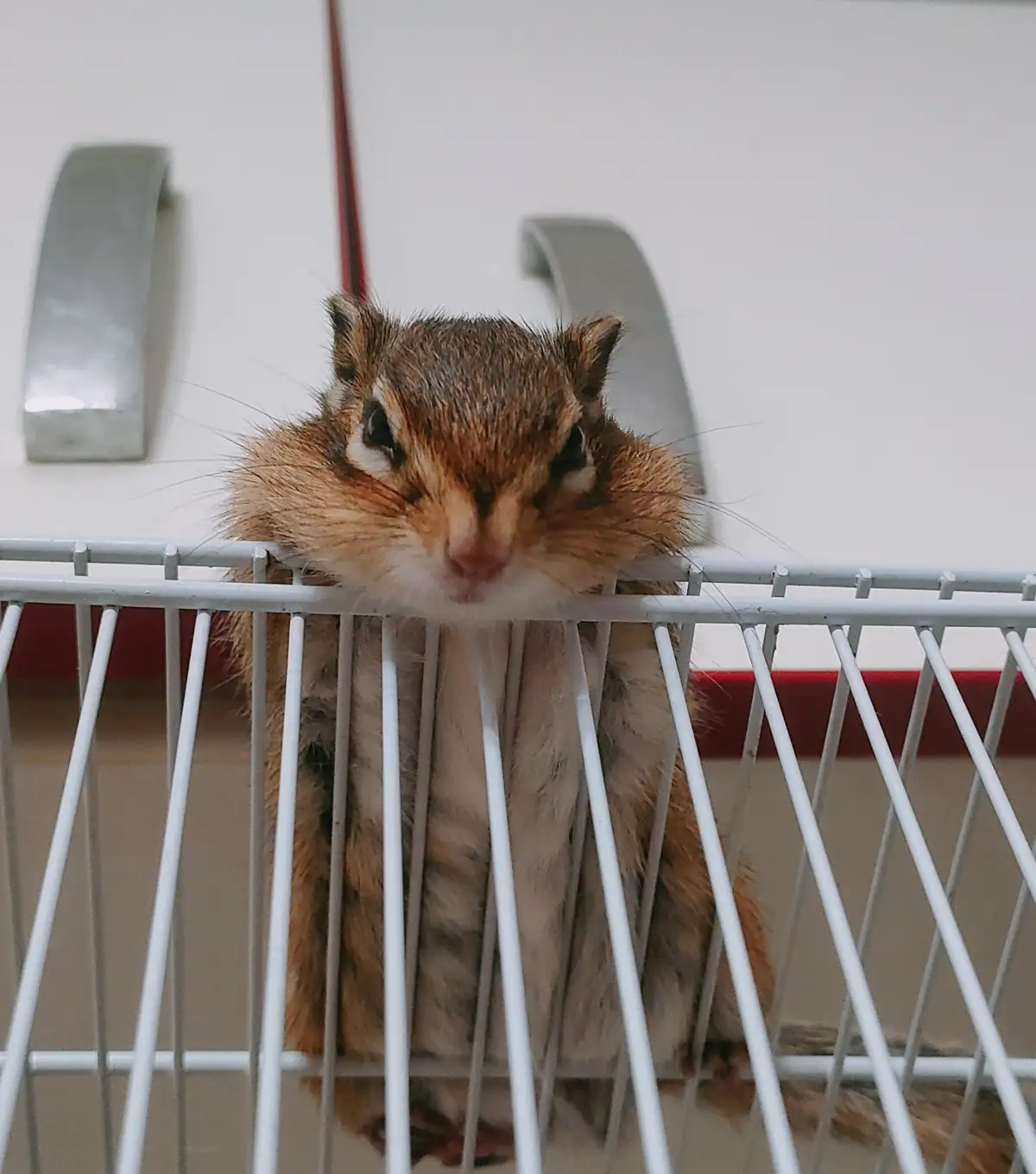 A chipmunk with brown and white fur is peeking over the top of a white wire basket, looking directly at the camera with a…