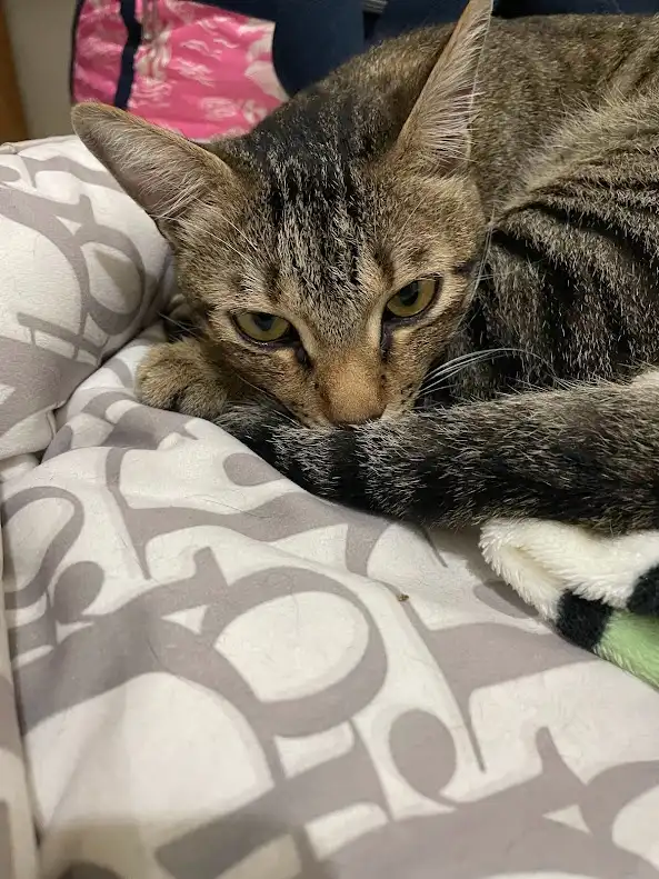 A Cat's Life: The Ongoing Saga