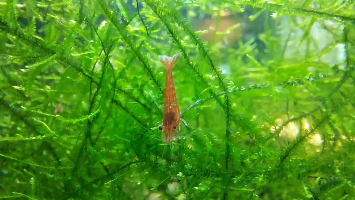 A small, translucent orange shrimp with long antennae is suspended vertically in clear water, surrounded by dense, bright…