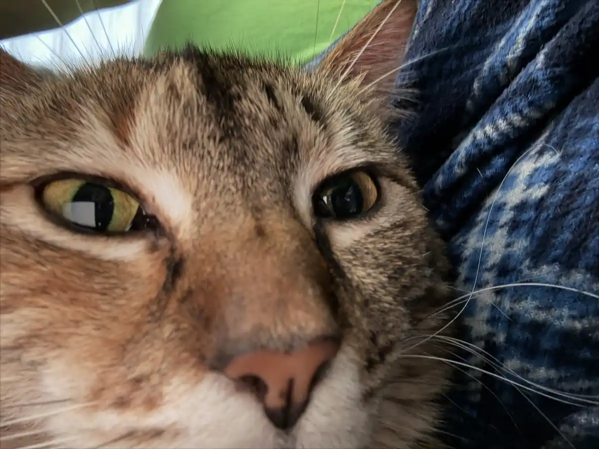 A close-up photo of a tabby cat's face, showing its green eyes and nose, resting against a blue patterned blanket. The cat's…