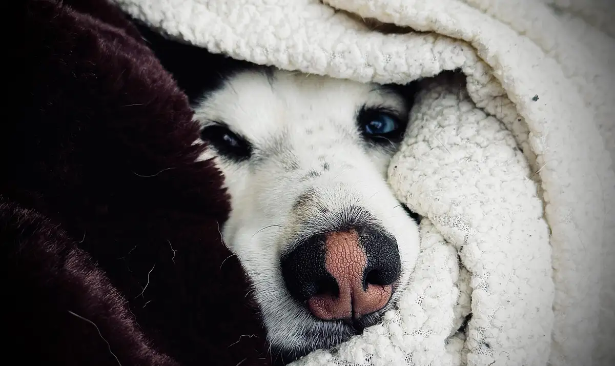 A close-up of a dog's face peeking out from under a cozy blanket, with one eye half-closed and the other wide open…