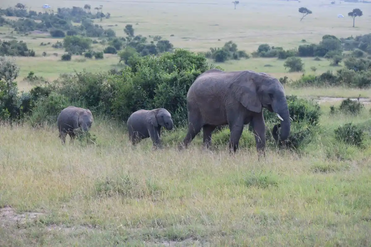 Three elephants, including a large adult and two smaller calves, are walking through tall grass in a savanna landscape with…