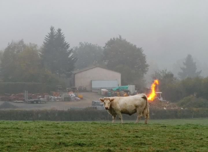 A white cow stands calmly in a foggy field, looking directly at the camera, while a bright orange flame erupts from its rear…
