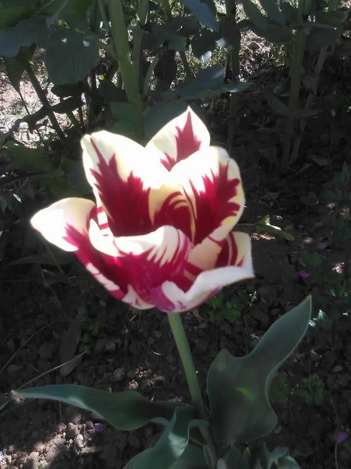A close-up photograph of a tulip with white petals and bold red streaks, growing in a garden with green leaves and soil. The…
