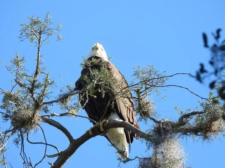 Majestic Eagle in Flight