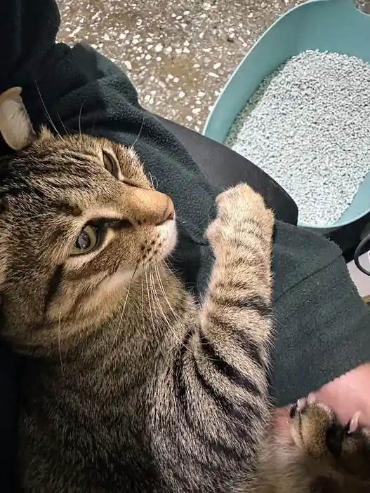 A tabby cat lies on its back on a dark green blanket or towel, one paw raised as if waving or gesturing, while the other paw…
