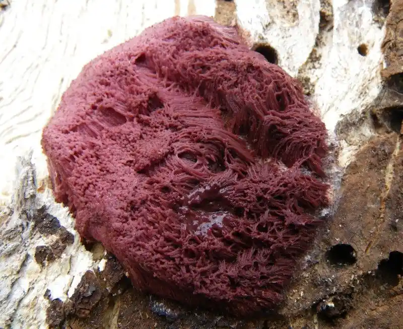 a close-up photo shows a deep red, fibrous, sponge-like growth with a frilly, textured surface attached to weathered…