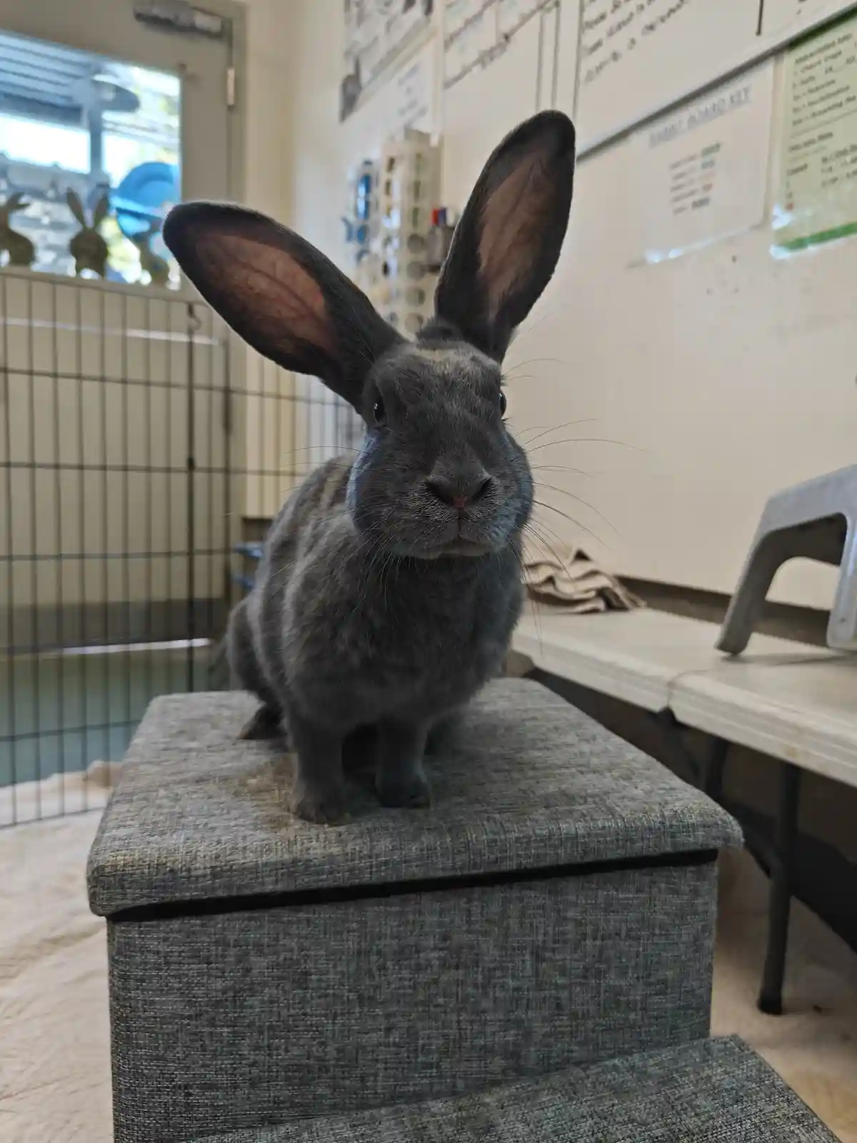 A grey rabbit with large upright ears sits attentively on a grey fabric ottoman in what appears to be a rabbit care…