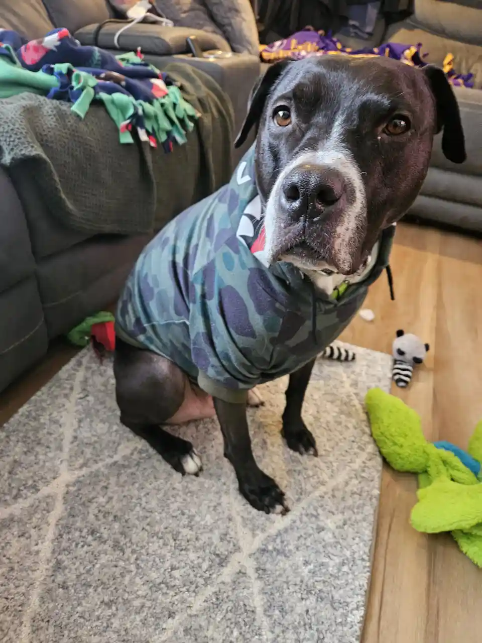 A black and white pit bull-type dog wearing a camouflage-patterned hoodie with a shark graphic on the chest sits on a rug in…