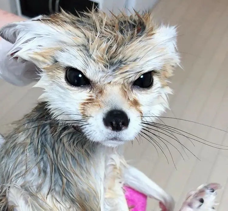 A close-up photo of a small, wet fennec fox with matted fur and large, expressive eyes looking directly at the camera. The…
