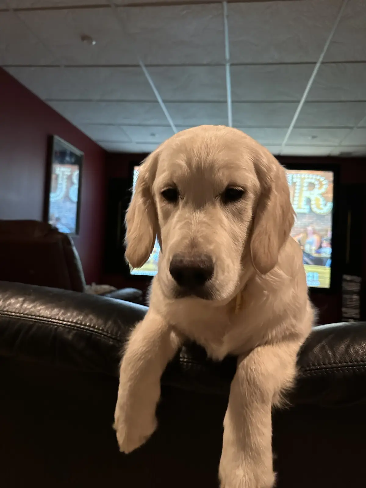 A young golden retriever puppy with floppy ears and a slightly droopy expression sits perched on the armrest of a black…