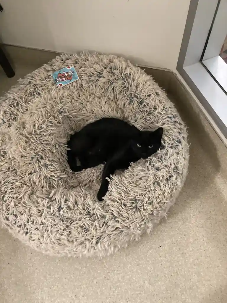 A black cat lounges in a fluffy, light-colored circular pet bed, looking directly at the camera. A playing card, the King of…