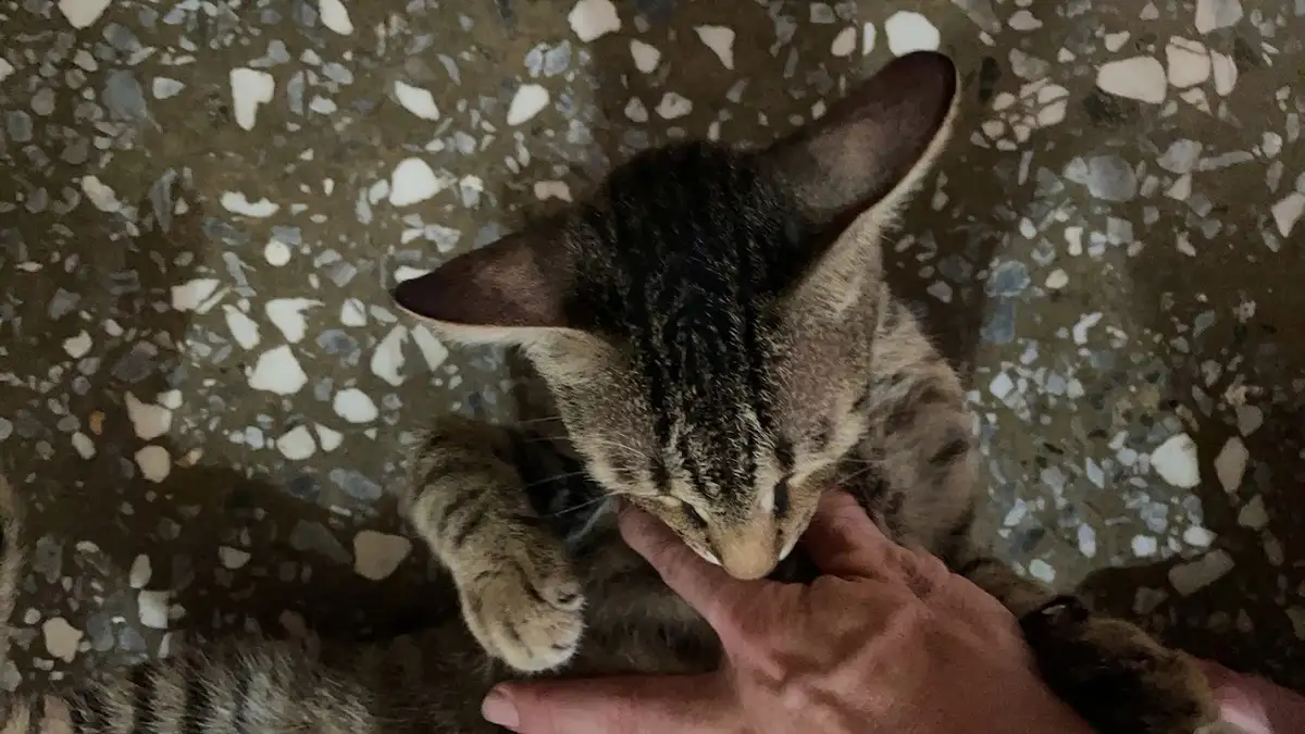 Just a Cute Cat Being Adorable