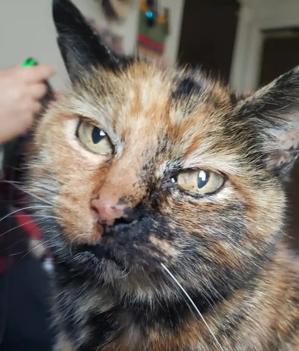 A close-up photo of a tortoiseshell cat with a displeased expression, looking directly at the camera while a hand brushes…