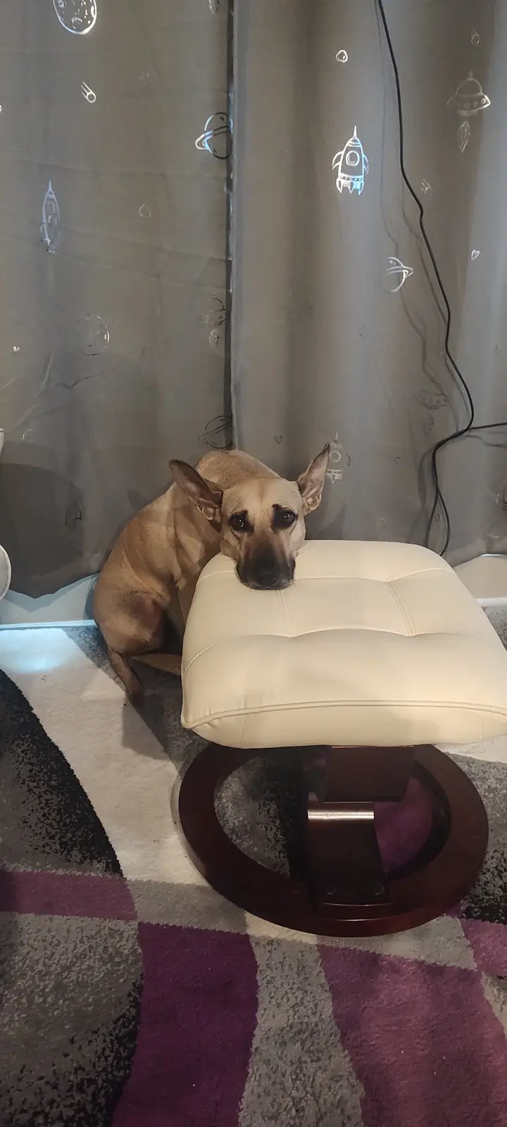 Looks like Maggie is ready for a walk!