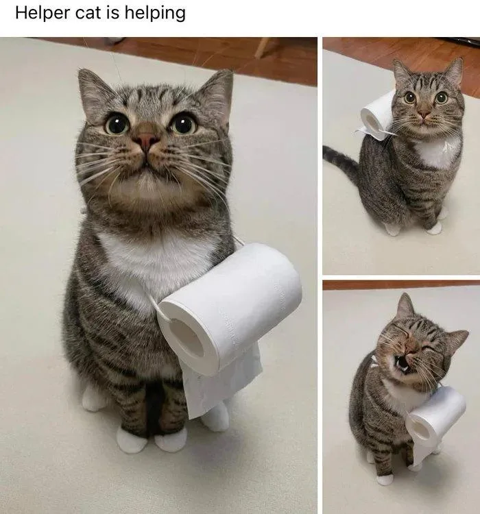 A tabby cat with a white chest is shown in three panels: one holding a toilet paper roll upright, another with the roll on…