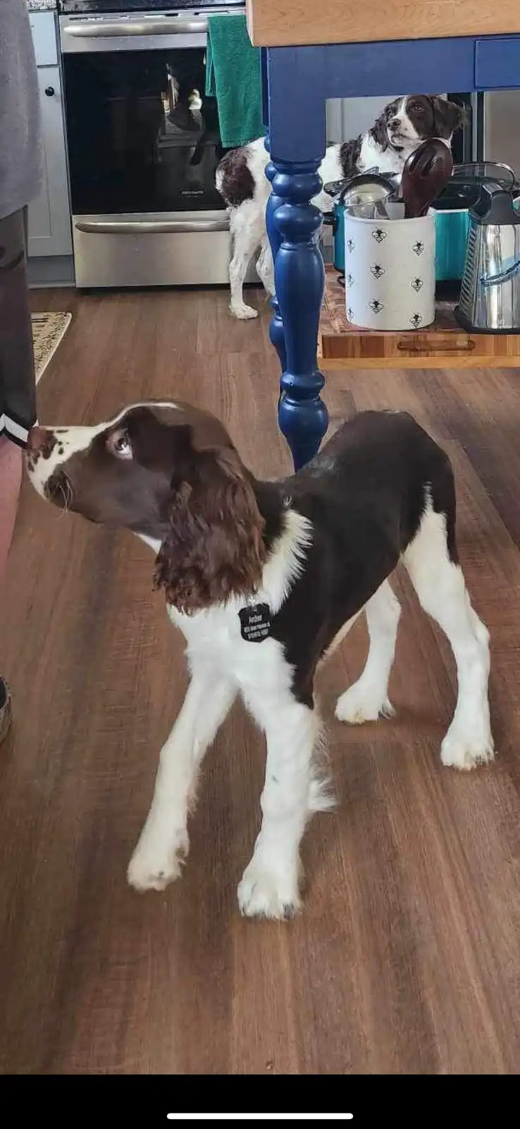 A brown and white puppy with floppy ears stands on a wooden floor looking up, while an adult dog of the same breed peers…