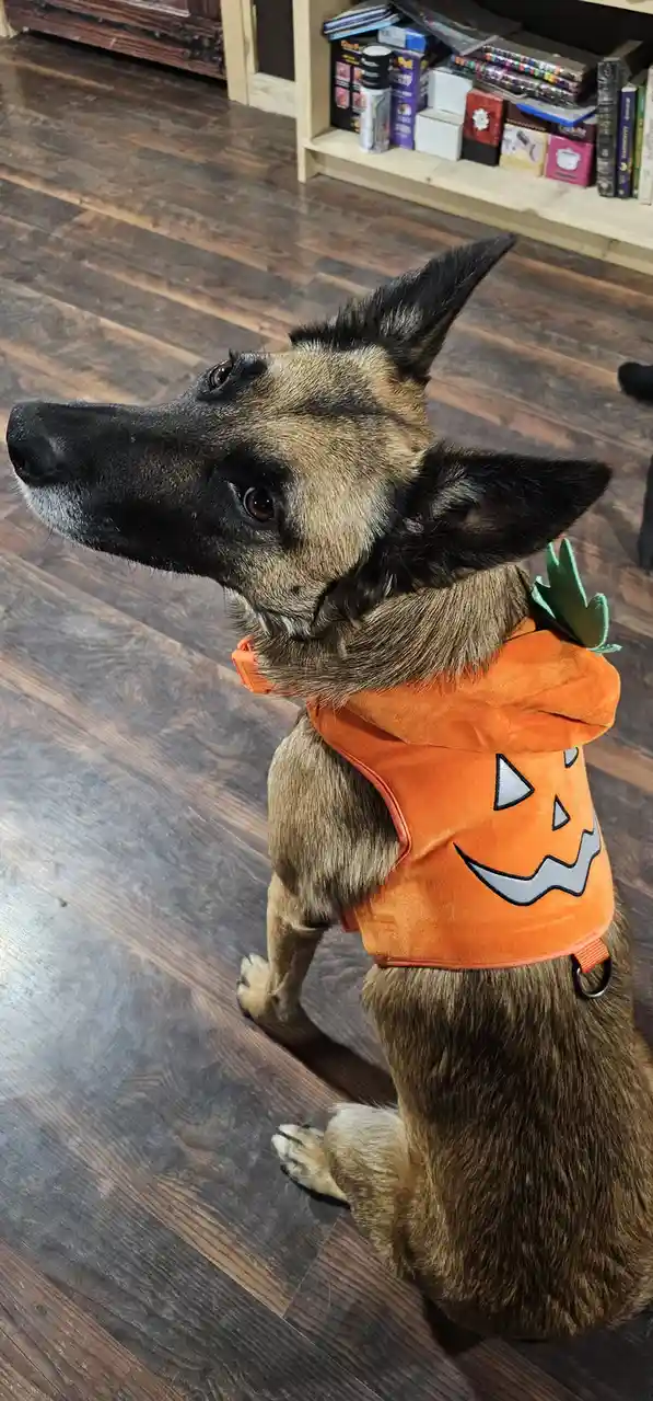 A German Shepherd dog sits on a dark wood floor wearing an orange pumpkin costume with a stitched jack-o'-lantern face and…