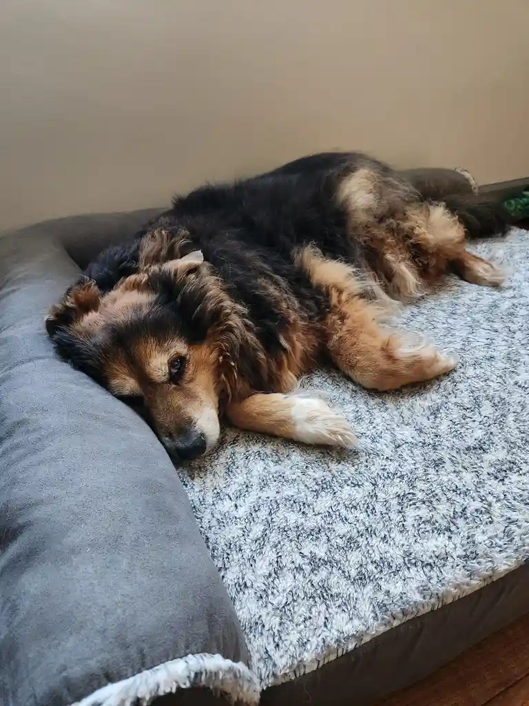 Daily dose of Peanut the dog - Day 1522 and still going strong!