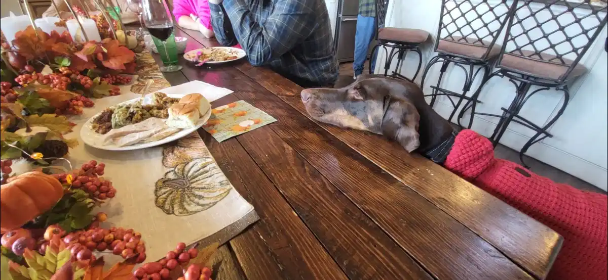 A brown dachshund wearing a red knitted sweater lies with its head on a wooden dining table during a Thanksgiving meal…