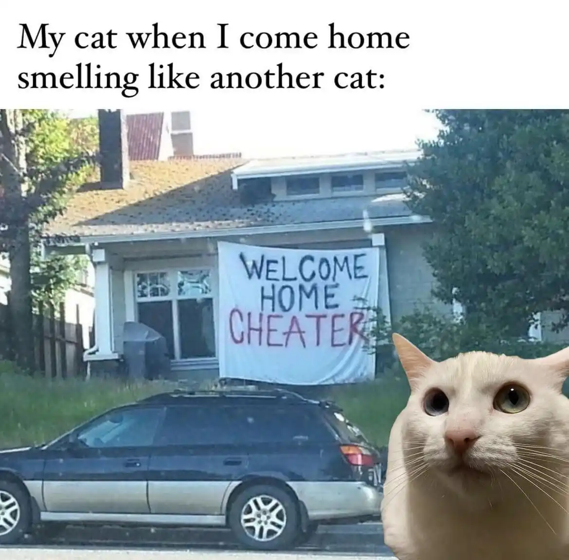 A white cat with wide, surprised eyes is superimposed in the foreground. Behind it, a house has a banner reading 'WELCOME…