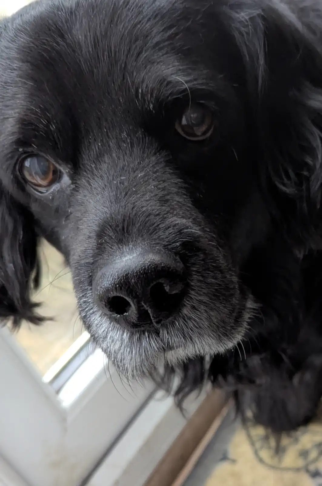 Meet Peanut the Dog, Proudly Rocking the Cone of Shame!