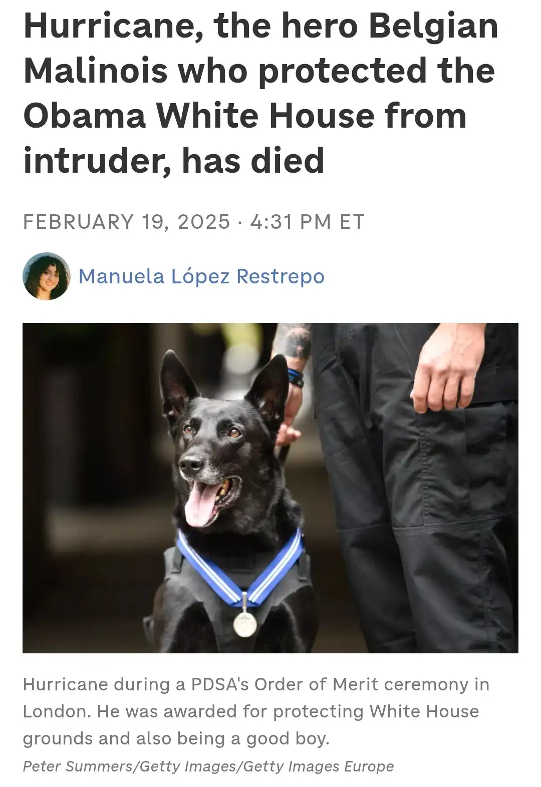 A black Belgian Malinois dog named Hurricane, wearing a blue and white ribboned medal around its neck, looks alert and happy…