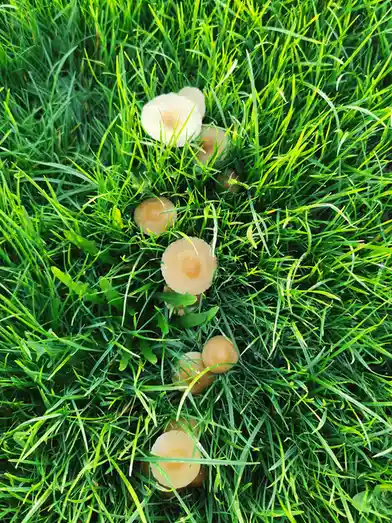 A top-down view of numerous small, light-brown mushrooms growing in a patch of vibrant green grass. The mushrooms have…