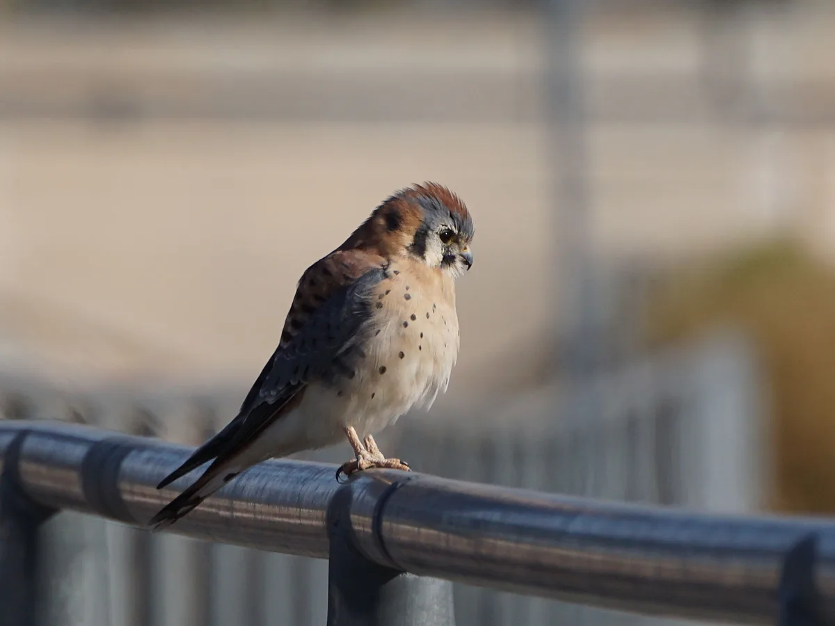 The Majestic Kestrel in Action