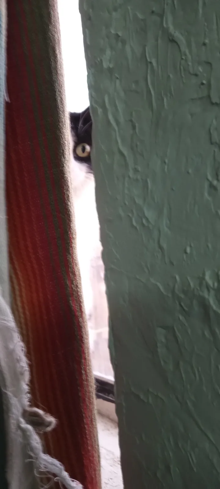 A black-and-white cat peeks cautiously through a narrow gap between a textured green wall and a frayed, striped…