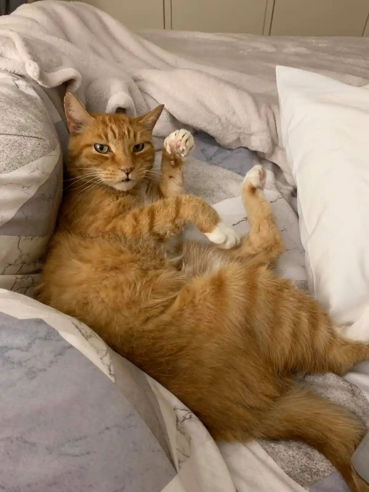 Saying goodbye to my dear friend Ginger, you'll be missed.