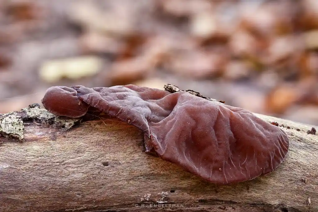 a close-up photograph of a dark brown, gelatinous mushroom with a distinctly ear-like shape growing on a weathered log…