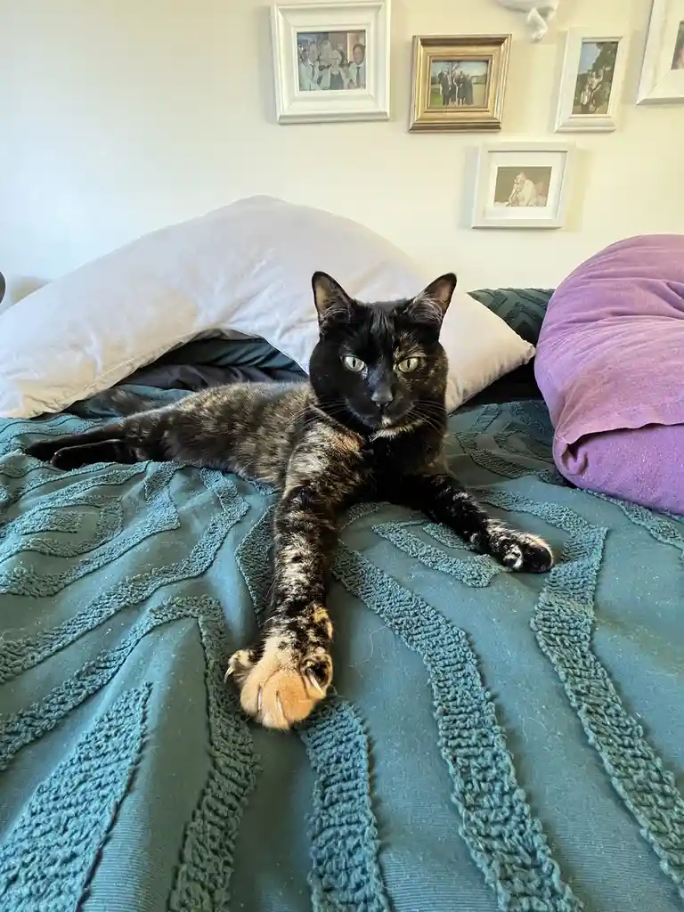 A tortoiseshell cat with green eyes lies stretched out on a teal patterned bedspread, one paw extended toward the camera…
