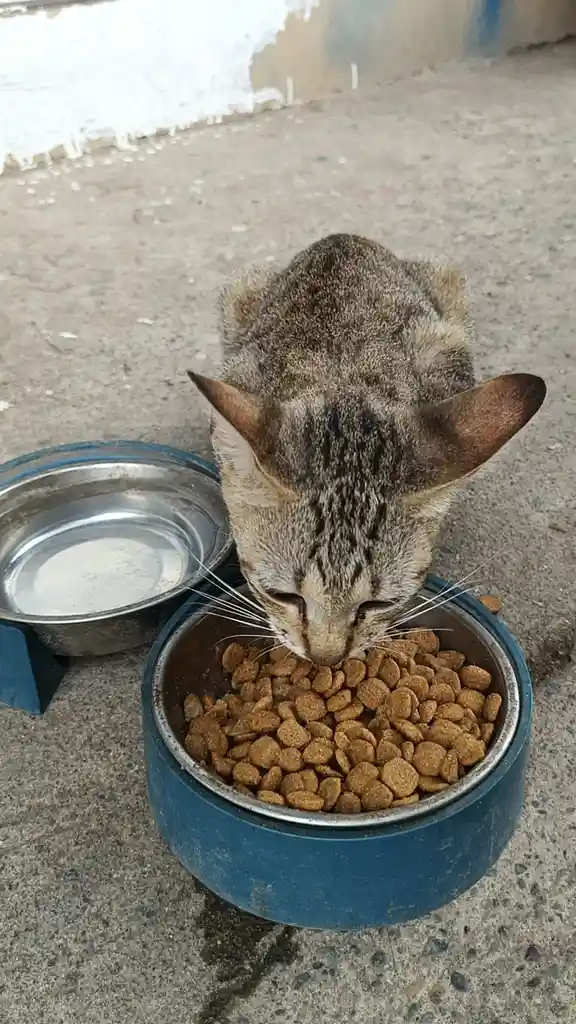 A tabby cat with brown and grey fur is seen from above, intently eating dry kibble from a blue metal food bowl placed on a…