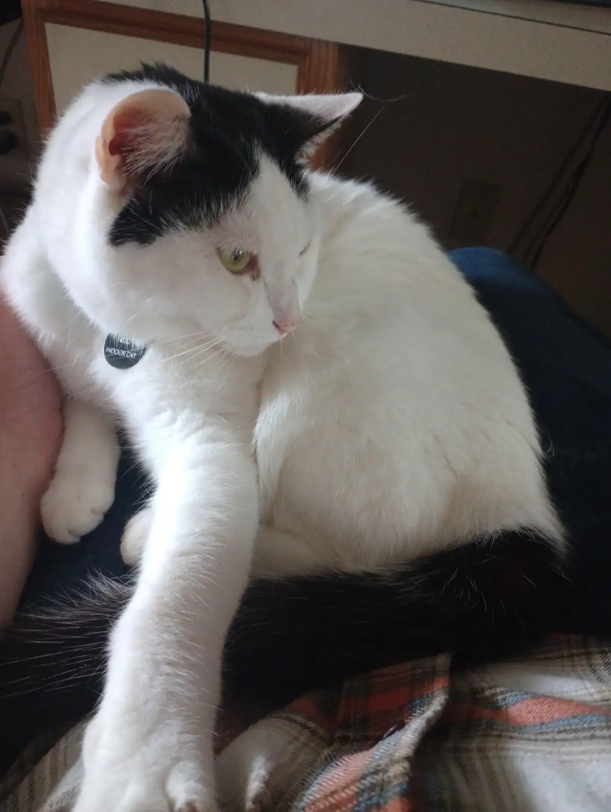 A black and white cat with a visible 'INDOOR CAT' tag on its collar is being held by a person, looking down with a tired or…