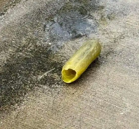 A single, hollow, yellowish-green pickle-like object lies on a wet, textured concrete surface. The object has a cylindrical…