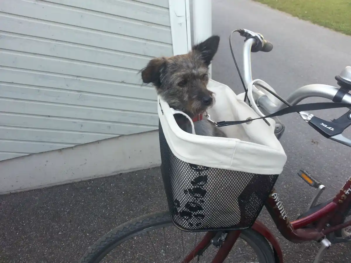 A scruffy, brindle-coated dog with one ear perked up and one flopped sits in a black mesh bicycle basket with a white fabric…