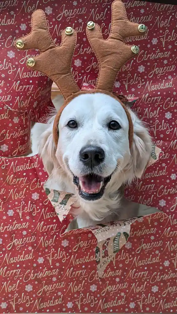 Meet the Most Adorable Christmas Reindeer Ever!