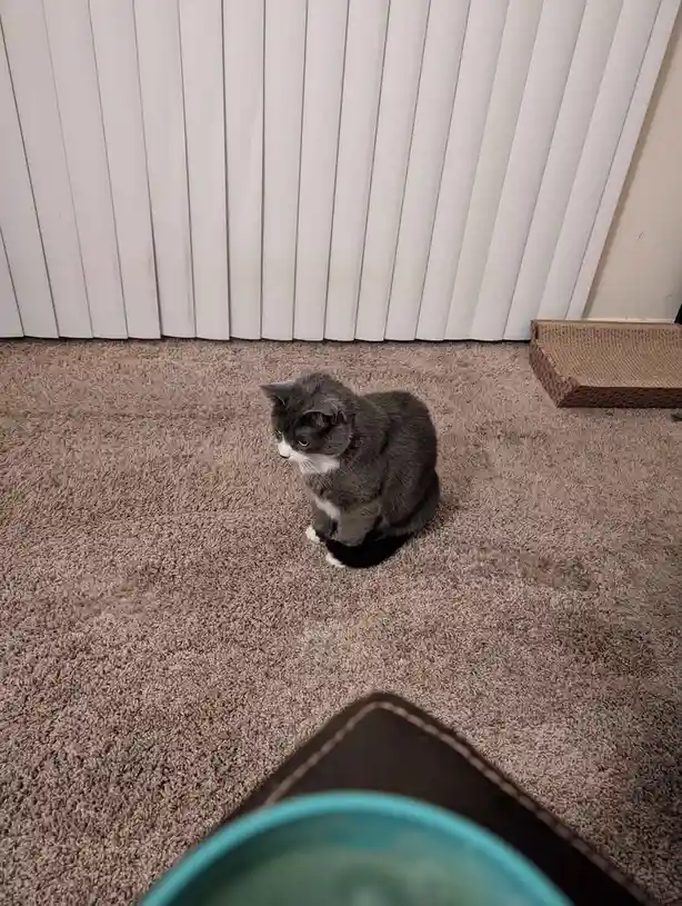 Pickle Observing the Roomba: A Pablo Escobar Moment