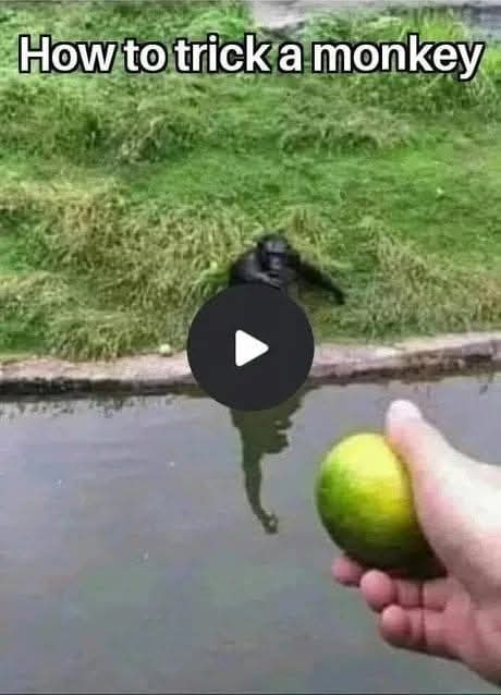 A hand holds a green citrus fruit near water, with a black monkey visible in the background on grass. A large play button…