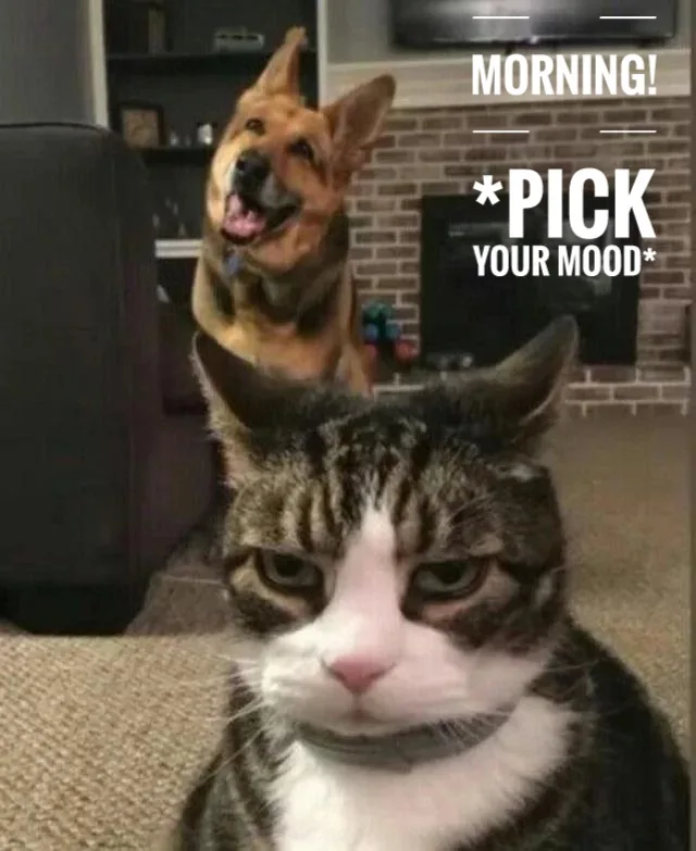 A dog with a happy, open-mouthed expression sits behind a cat with a visibly grumpy, unimpressed face. Text overlaid in the…