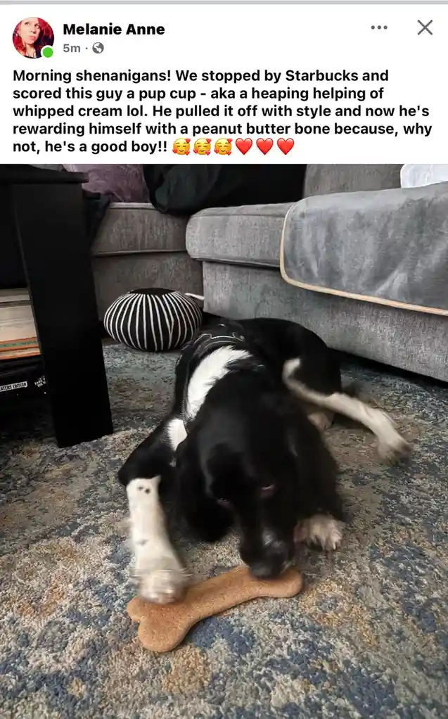 A black and white dog wearing a harness lies on a patterned rug, enthusiastically chewing on a peanut butter bone treat. In…