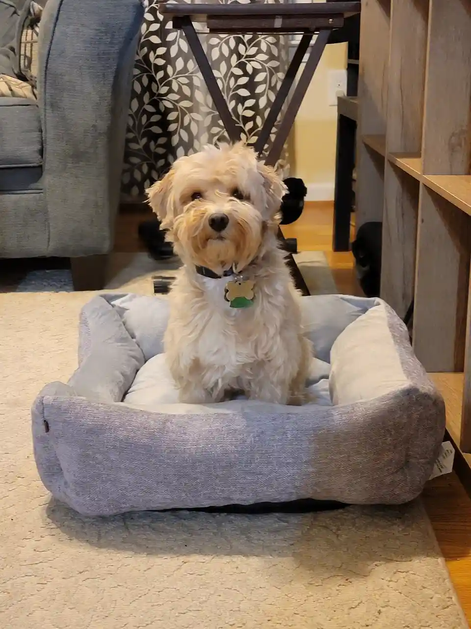 A small, fluffy, light-brown dog with a black nose and a collar sits upright in a gray, cushioned dog bed placed on a beige…